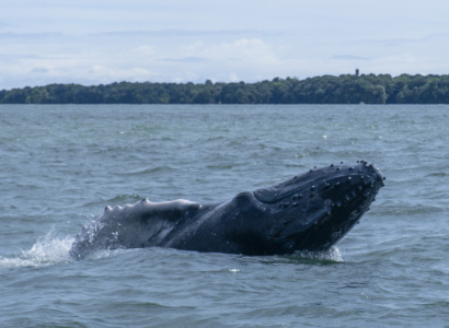 Ballenato explorando la superficie mostrando un perfil de su aleta pectoral en Uramba Bahia Malaga, Buenaventura, Colombia