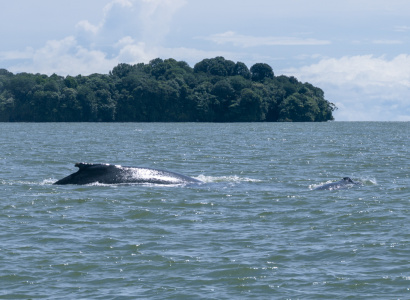 Madre navegando con cria al frente de Isla Palma en Uramba Bahia Malaga, Buenaventura, Colombia 