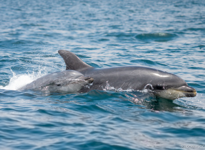 Delfin nariz de botella con cría - Tursiops truncatus
