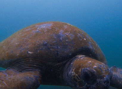 Tortuga Verde