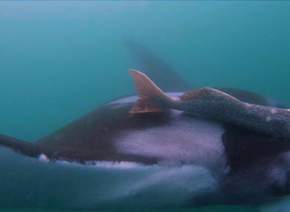Mantaraya Gigante