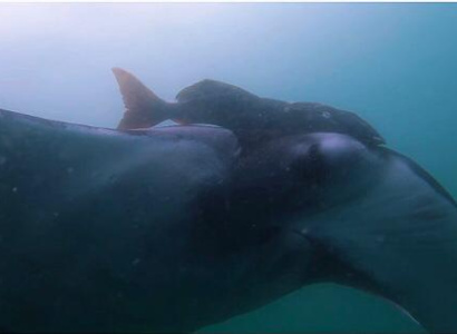 Mantaraya Gigante