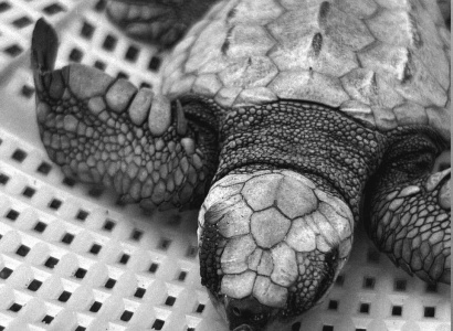 Neonato de Tortuga Golfina (Lepidochelys olivacea)