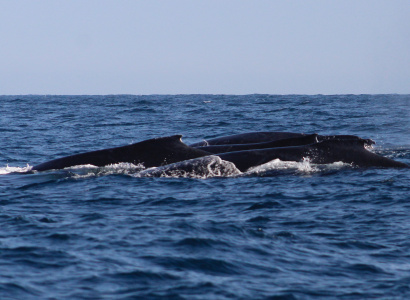 Grupo de competencia de ballenas jorobadas